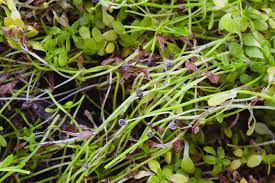 Image result for Callitriche