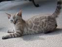 Bengal Kittens & Cats for Sale Near Me | Wild & Sweet Bengals