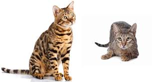 Savannah Cat Vs Bengal Which Wild Hybrid Is Right For You
