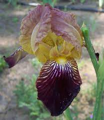 Dr Bernice By Hooper 1867 Tb Plant Collection Victorian Gardens Bearded Iris