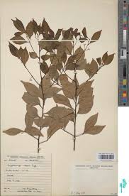 Image result for Cryptocarya woodii