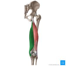 Tendons are connective tissue that binds muscles to bones. Semimembranosus Origin Insertion Action Innervation Kenhub