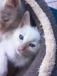 HAPPY BIRTHDAY LIZ!!!!! This pretty princess turned 5 years old yesterday!!