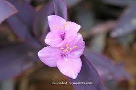 It is nice as a ground cover or in hanging containers or baskets. Tradescantia Pallida Care How To Grow Purple Heart Plant Indoors