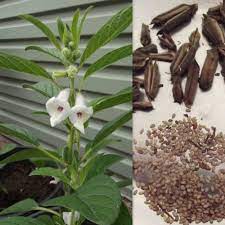 We did not find results for: Sesame Indicum White Sesame Seeds Fair Dinkum Seeds