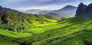 If you want to travel the old route via tapah, you really should just take a bus from kuala lumpur. Penang To Cameron Highlands Go By Bus Or Train 2021