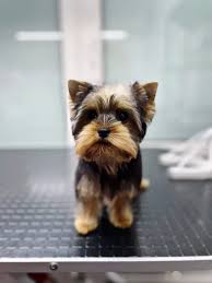 Image result for yorkshire haircut