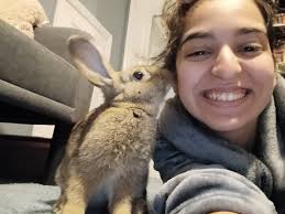 Any suggestions for finding a home for a lionhead bunny