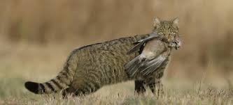 Chat sauvage d'Europe - Notre Nature