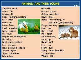 Male Female Young Animals In English Eslbuzz Learning English Male And Female Animals Learn English Female Pet Names