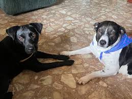 Dog Training with Caz ਲਈ ਪ੍ਰੋਫ਼ਾਈਲ