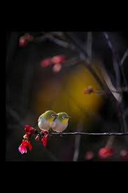 birds brittany horton mullins eating bird food gene tan the smallbiz marketing bird animal colorful birds lovebi pet birds pretty birds beautiful birds
