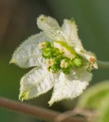 Image result for Dalechampia capensis