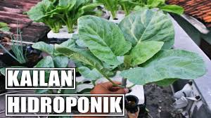 Diantara tanaman sawi tersebut adalah sawi putih, sawi hijau dan sawi pakcoy atau yang lazim disebut pakcoy. Cara Menanam Kailan Hidroponik Youtube
