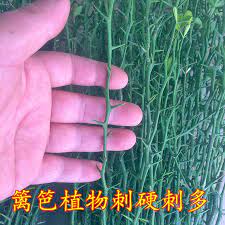 打算在果園四周營造造刺树綠籬防止不懷好意的抓蛙人再度造次保護自己嘔心瀝汗挖好的水池龢栽種的果樹苗