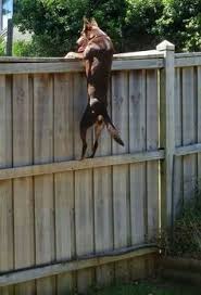 Check spelling or type a new query. 43 Kelpie Ideas Australian Kelpie Working Dogs Australian Kelpie Dog