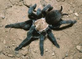 Aphonopelma hentzi | Spider, Tarantula, Arachnids