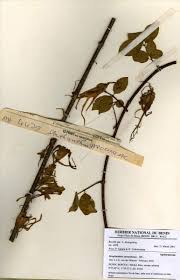 Image result for Strophanthus sarmentosus