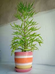 39 Really Beautiful Kalanchoe Varieties In 2020 Kalanchoe Blossfeldiana Christmas Tree Plant Long Lasting Flower