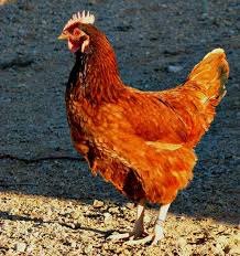 The 10 Best Egg Laying Chickens