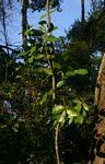 Image result for Hippocratea africana