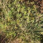 Image result for Flaveria trinervia