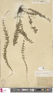Image result for Asplenium mildbraedii