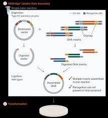 Image result for Champaign 1997 Vector