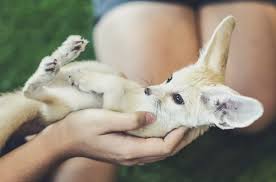 Exotic animals are very popular as pets but there are many things to consider. 10 Most Exotic Pets You Can Legally Own 10 Most Today