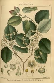 Image result for Elaeodendron