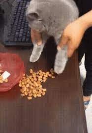 Who Will Clean Up After Themselves Funny Animal Photos On Ebay Funny Animal Photos Cute Cats And Kittens Cute Little Animals