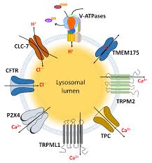 We did not find results for: Pharmaceutics Free Full Text Nanoparticle Mediated Therapeutic Application For Modulation Of Lysosomal Ion Channels And Functions Html