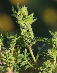 Image result for Coronopus didymus