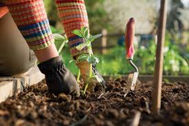 Here are his tips for growing your own food: Home Grown Tomatoes In Ten Steps Foodwise