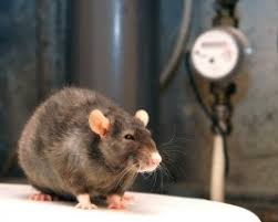 They involve an exchange of information between the pmp and the client. What Are The 5 Signs Of A Commercial Pest Infestation Jp Pest Services
