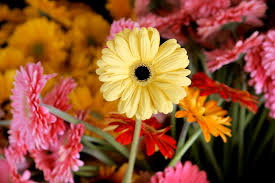 Fiori tipo margherite grandi, girasoli o gerbere. Come Coltivare La Gerbera In Terra E In Vaso Mini Guida Per Curarla Al Meglio