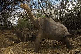Can Extinct Giant Tortoises Be Brought Back To Life Galapagos Tortoise Giant Tortoise Galapagos