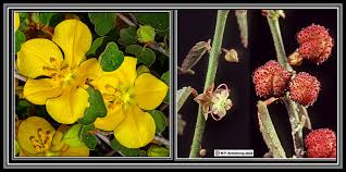 Image result for Malvaceae subfamily Grewioideae