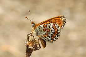 Image result for Melitaea cinxia