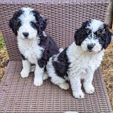 Black And White Aussiedoodle Full Grown Aussiedoodles Super Smart Hybrid Can Almost Read Your Mind Aussiedoodles Aussiedoodlepuppies Cutepuppies Dogs Dogbeast Aussiedoodle Aussie Doodle Puppy Cute Funny Dogs