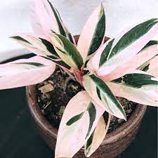 Plant Stromanthe Sanguinea Triostar Calathea Triostar Evergreen Plants In Newjeanius Garden Plant Collection Ind Plants Evergreen Plants Foliage Plants