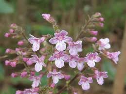 Image result for Endostemon villosus