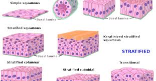 Stratified cuboidal is found in the ducts of glands (sweat glands, mammary glands). Stratified Squamous Epithelium Science Online