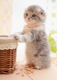 A Positively Beautiful Blog 2 Cats Kittens Cutest Happy Animals