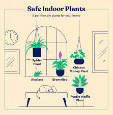 Read on for more information on which plants are not safe to have in to help educate pet owners across australia on plants that can be potentially poisonous to animals, thomas has put together a. 50 Pet Safe Plants Their Health Benefits For Owners Good Life Family Magazine