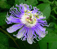 Just Harvested Blue Passion Flower Seeds 10 Seeds Free Etsy Blue Passion Flower Flower Seeds Passion Flower