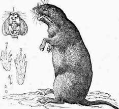 Terms in this set (16). File Amcyc Gopher California Gopher Jpg Wikipedia