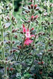 Mar 31, 2021 · if you are lucky enough to live where an outdoor pool is a way of life, you are aware of the messes some adjacent plants can make. Https Www Motherearthliving Com Gardening Please Bees With Germander