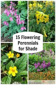 Shade Loving Perennial Flowers 15 Beautiful Choices For Your Garden Shade Loving Perennials Shade Garden Plants Flowers Perennials