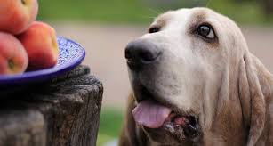 A dog can eat peaches but this may be quite dangerous. Can A Dog Eat Peaches